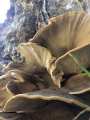 Meripilus giganteus