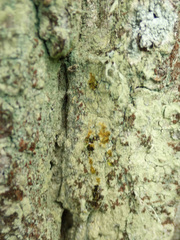 Lecanora expallens