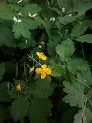 Chelidonium majus