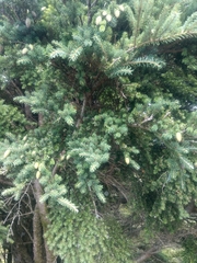 Tsuga chinensis