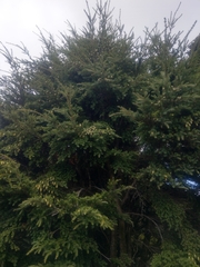 Tsuga chinensis