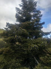 Tsuga chinensis