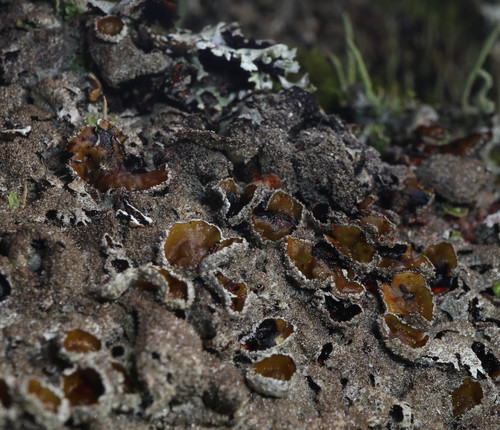 Salted Shield Lichen