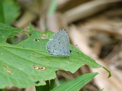 Celastrina lavendularis himilcon