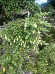 Tsuga chinensis