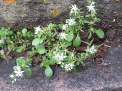 Sedum jaliscanum