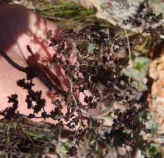 Crassula perforata perforata