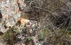 Crassula perforata perforata