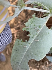 Paropsisterna m-fuscum