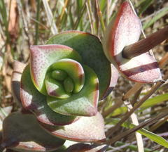 Crassula perforata perforata