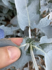 Paropsisterna m-fuscum