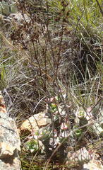 Crassula perforata perforata