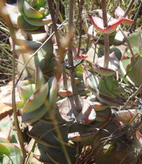 Crassula perforata perforata