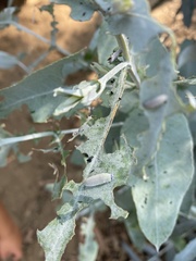 Paropsisterna m-fuscum