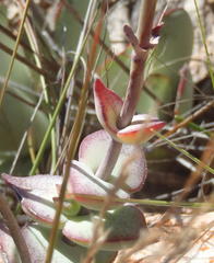 Crassula perforata perforata