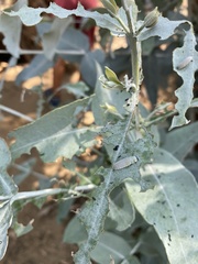 Paropsisterna m-fuscum