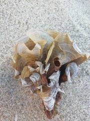Padina pavonica
