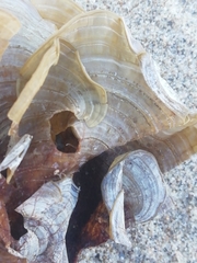 Padina pavonica