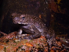 Phrynoidis juxtasper