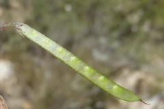 Tephrosia capensis capensis
