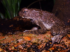 Phrynoidis juxtasper