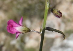 Tephrosia capensis capensis