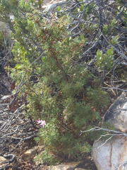 Pelargonium quercifolium