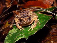 Ingerophrynus divergens