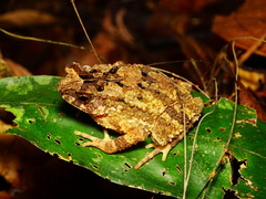 Ingerophrynus divergens