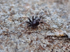 Thanatus sabulosus