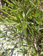 Tephrosia capensis capensis