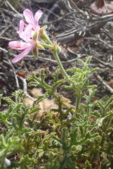 Pelargonium quercifolium