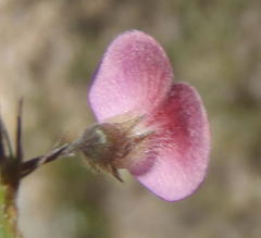 Tephrosia capensis capensis