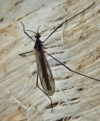Gnophomyia