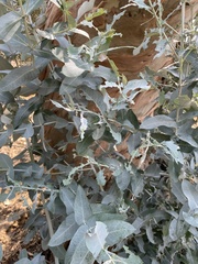 Paropsisterna m-fuscum