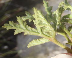 Pelargonium quercifolium