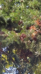 Pseudotsuga menziesii