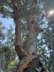 Paropsisterna m-fuscum