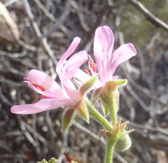 Pelargonium quercifolium