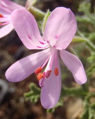 Pelargonium quercifolium