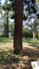 Pseudotsuga menziesii