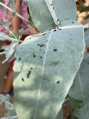 Paropsisterna m-fuscum