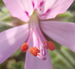 Pelargonium quercifolium