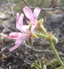 Pelargonium quercifolium