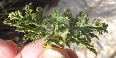 Pelargonium quercifolium