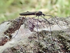 Gnophomyia