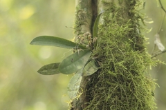 Trichocentrum pumilum