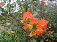 Streptosolen