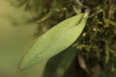 Trichocentrum pumilum