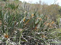 Strelitzia reginae reginae